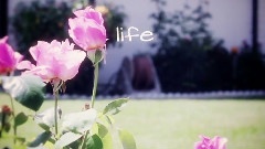 曲婉婷 - Life Is Like A Song