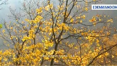 ATB,风景 - The Autumn Leaves