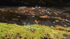 音乐短片 - Bridge Of Dreams