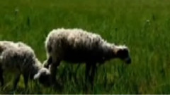 音乐短片 - 银川舞蹈格桑拉