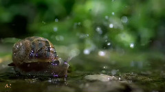 音乐短片 - A Day Without Rain