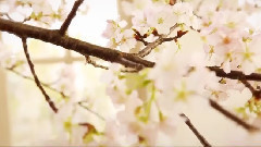 2PM - ARENA Tour 2015 春Teaser
