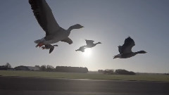 Stornoway - Get Low