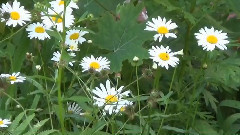 音乐短片 - Leaves In The Wind