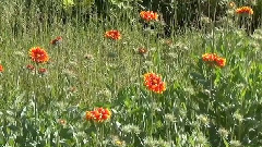 音乐短片 - Blue Waters