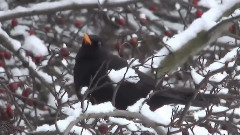 音乐短片 - Magic