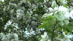 音乐短片 - Autumn Rose