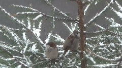 音乐短片 - Frozen In Time