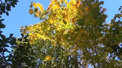 音乐短片 - So Sad To Say Goodbye