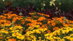 音乐短片 - Garden Of Dreams