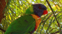 音乐短片 - W. A. Mozart - Turkish March