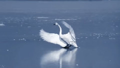 音乐短片 - Chopin - Farewell