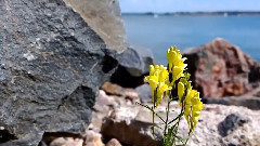 音乐短片 - Paul Mauriat,Franck Pourcel,Francis Lai & Raymond Lefevre - summer