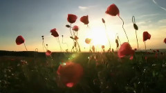 音乐短片 - F.Schubert - Serenade