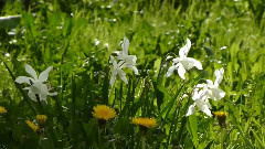 音乐短片 - Tchaikovsky - Valse Sentimentale