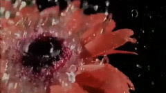 音乐短片 - 雨中的恋人