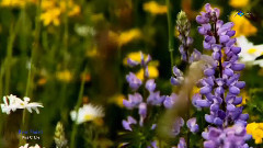 音乐短片 - Kiss Of Life (Amazing Chillout Music)