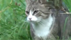 音乐短片 - Video Of The Day