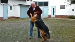 原创 - Schäferhund Tanzt Und Spielt Fußball