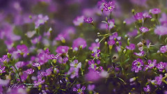 音乐短片 - Begegnung mit Der Schöpfung - Retrouvailles