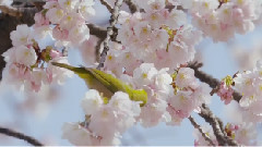 音乐短片 - メジロと大寒桜
