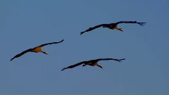 音乐短片 - A Thought Of Spring