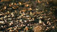 音乐短片 - Eagle And Squirrel