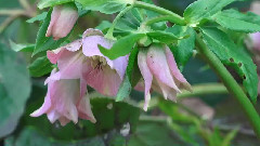 音乐短片 - Fruhling 2015