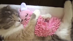 音乐短片 - Cat And Her Plush