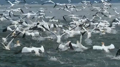 音乐短片 - Call Of The Unknown