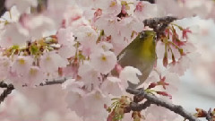 音乐短片 - SmAll Birds Gathering To A Cherry Tree (Shot On RED EPIC)