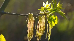 音乐短片 - С.Рахманинов Рапсодия