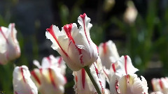 音乐短片 - Tchaikovsky Valse Sentimentale