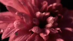 音乐短片 - Night Dew