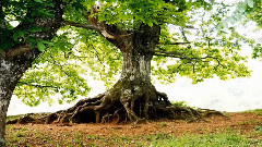 音乐短片 - Kahlil Gibran