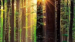 音乐短片 - My Love For You