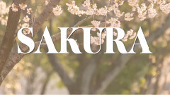 Ailee - Sakura 歌词版