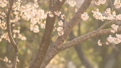 Ailee - Sakura 歌词版