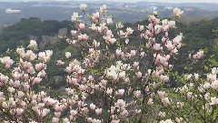 音乐短片 - March Flowers