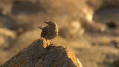 音乐短片 - A La Conquete Du Ciel