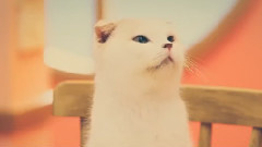 音乐短片 - にゃにゃにゃにゃ食堂 01