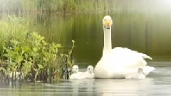 音乐短片 - 门德尔松爱之翼