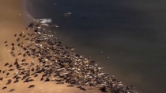 音乐短片 - The Flight Of The Earls