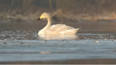 音乐短片 - Лебедово езеро Пьотър Илич Чайковски