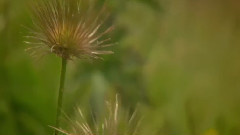 音乐短片 - 阿尔贝格山的春天