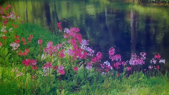 音乐短片 - Richard Clayderman - Fur Elise