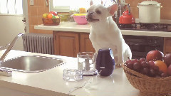 音乐短片 - Home Alone With Bob,The Funny Bulldog