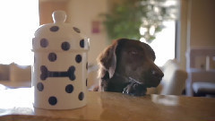 音乐短片 - The Great Treat Robbery