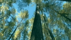 音乐短片 - Dear Lady M