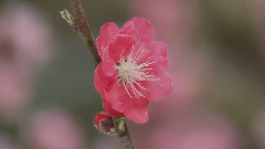 音乐短片 - 梅花三弄(箫和钢琴)